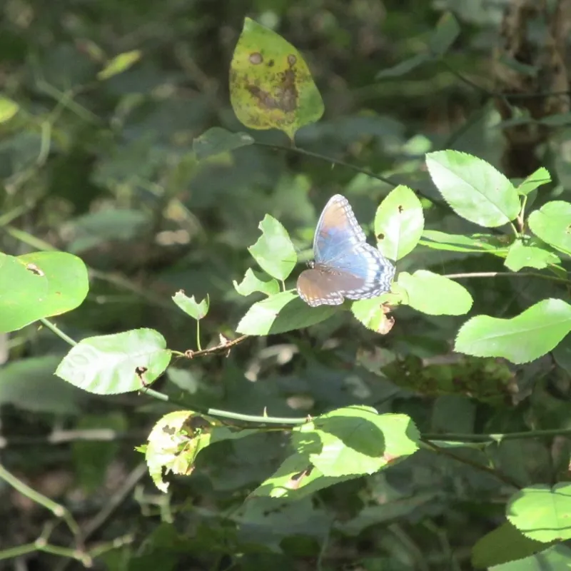 Butterfly sitting on a branch